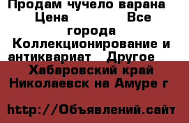 Продам чучело варана. › Цена ­ 15 000 - Все города Коллекционирование и антиквариат » Другое   . Хабаровский край,Николаевск-на-Амуре г.